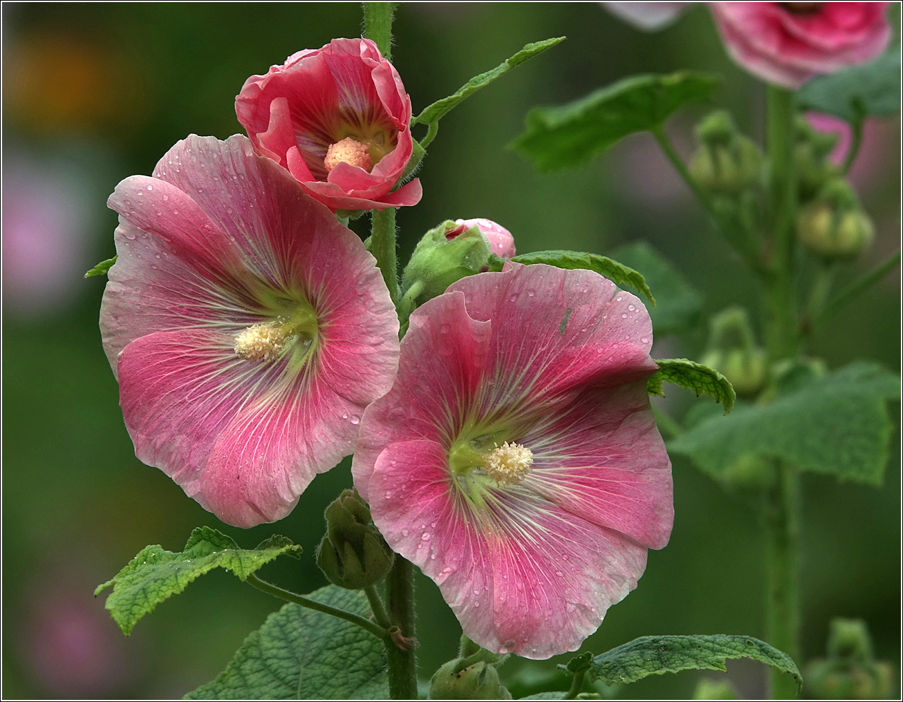 Изображение особи Alcea rosea.