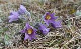 Pulsatilla violacea. Цветущее растение. Адыгея, Кавказский биосферный заповедник, хр. Каменное Море, субальпийский луг, выс. ≈ 2000 м н.у.м., 01.05.2023.