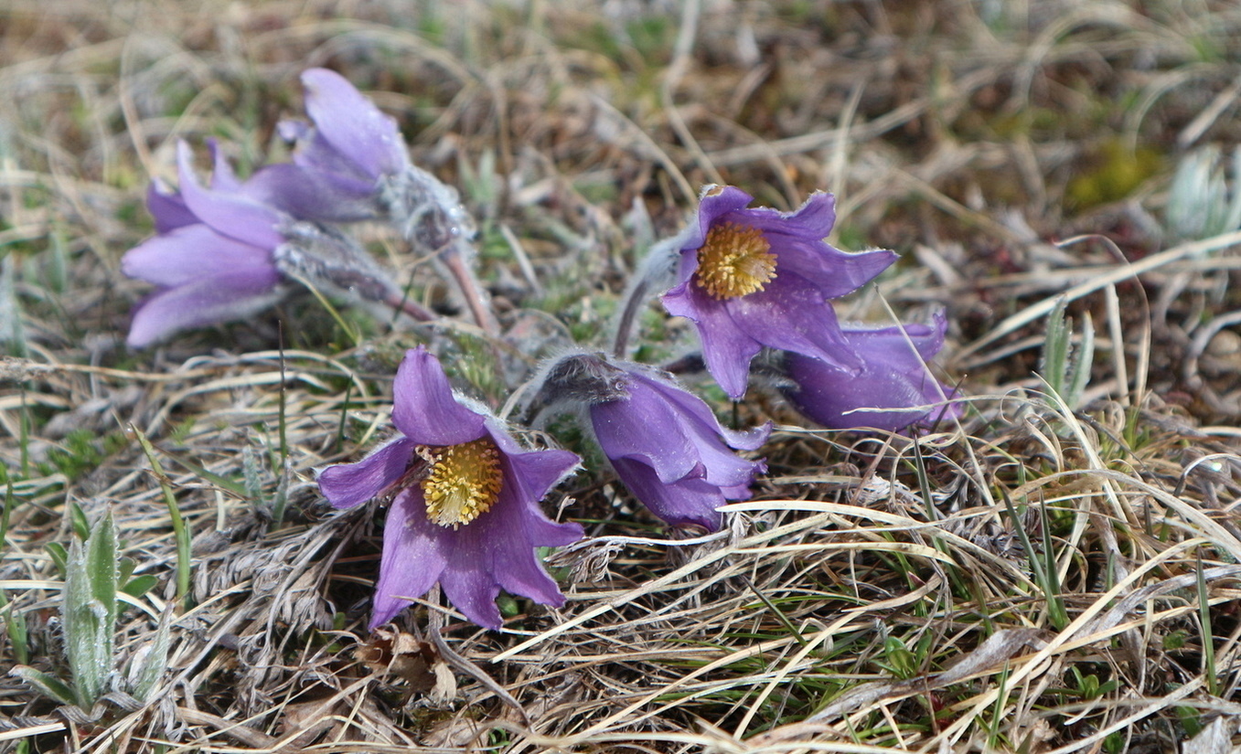 Изображение особи Pulsatilla violacea.