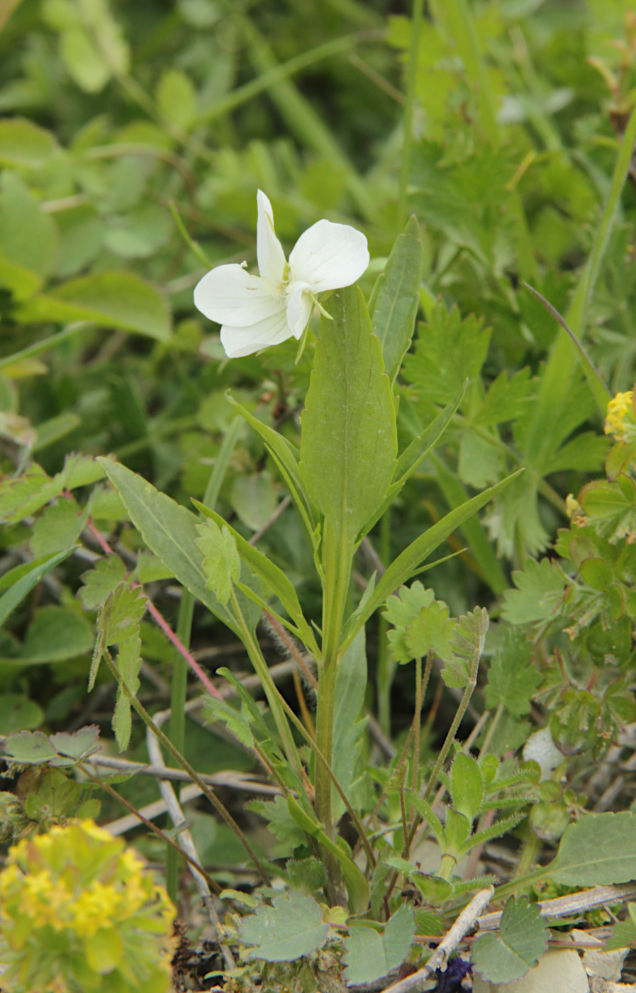 Image of Viola accrescens specimen.