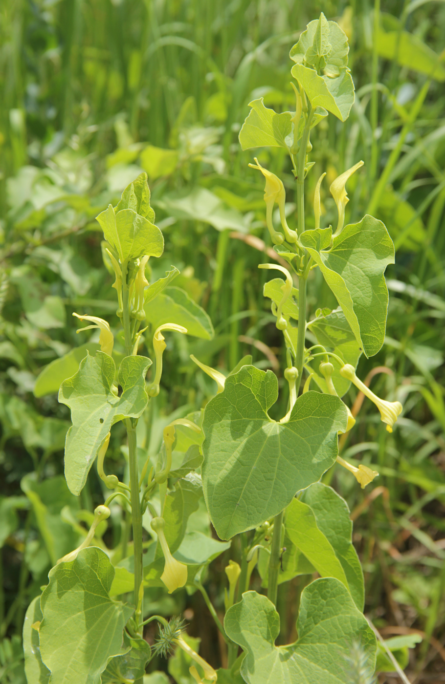 Изображение особи Aristolochia clematitis.