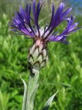 Centaurea tanaitica. Соцветие (вид сбоку). Краснодарский край, окр. г. Армавир, степной склон. 04.05.2023.