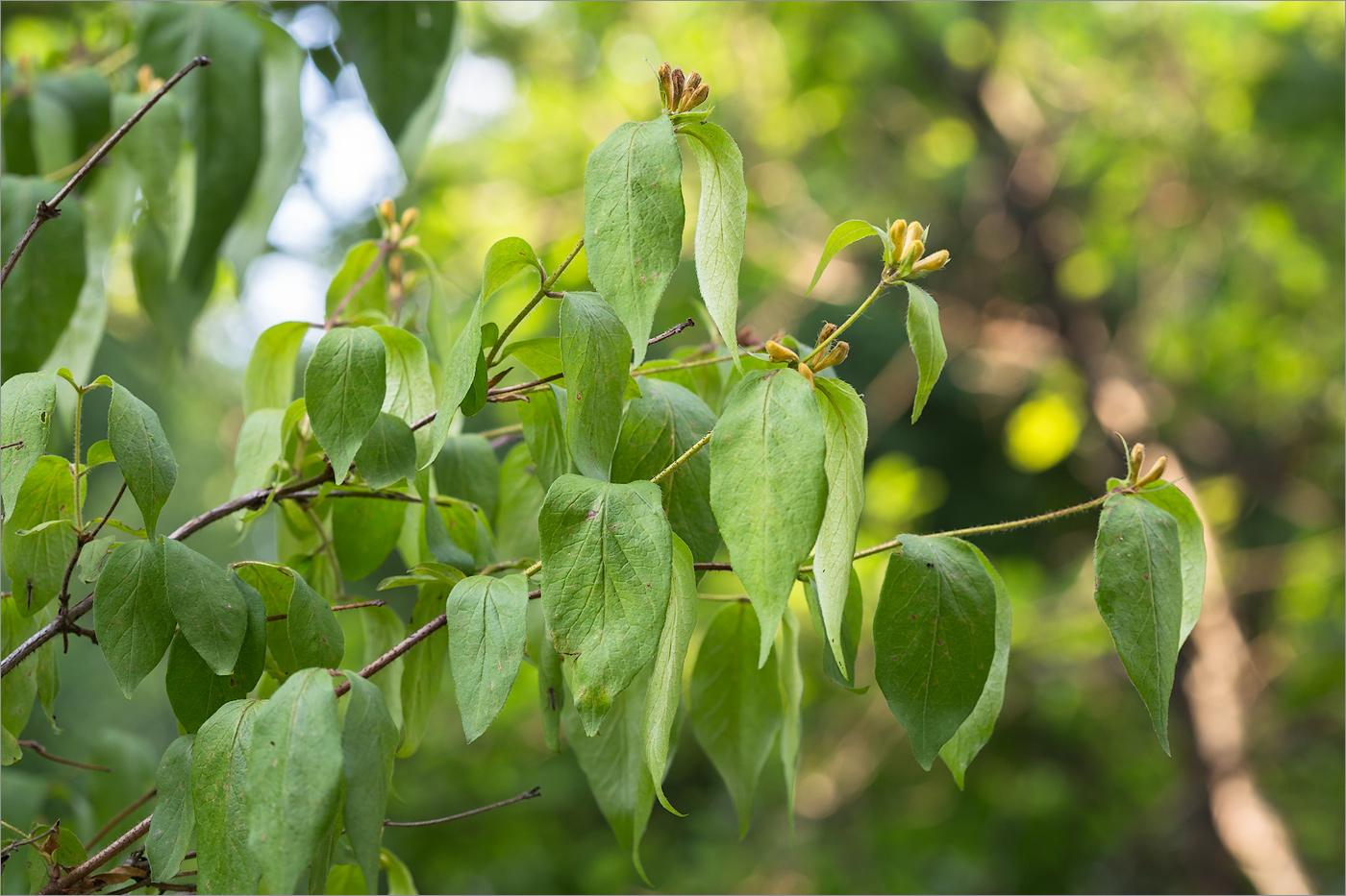 Image of Lonicera ferdinandi specimen.