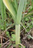 Allium rotundum