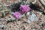 Allium lasiophyllum