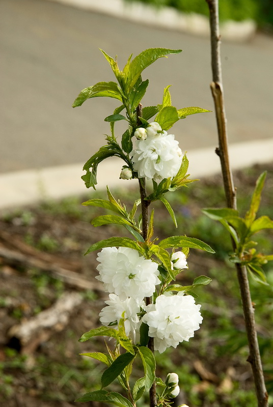 Изображение особи Cerasus glandulosa.