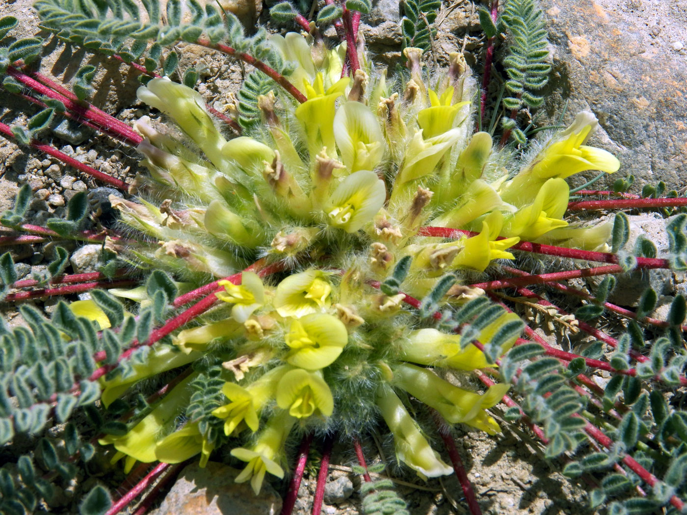 Изображение особи Astragalus charguschanus.