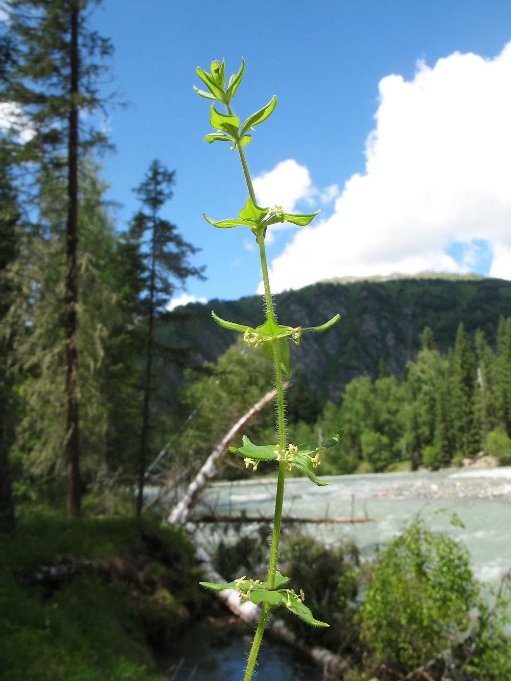 Image of Cruciata krylovii specimen.