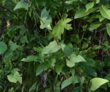 Campanula glomerata subspecies oblongifolioides. Средняя часть побега. Чечня, Итум-Калинский р-н, окр. пер. Чантыбарз, выс. 2120 м н.у.м, луг. 7 августа 2023 г.