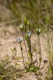 Lomatogonium carinthiacum