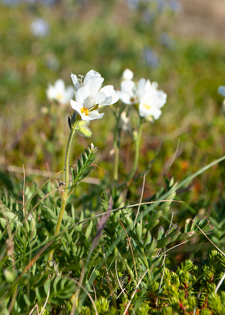 Image of Polemonium boreale specimen.