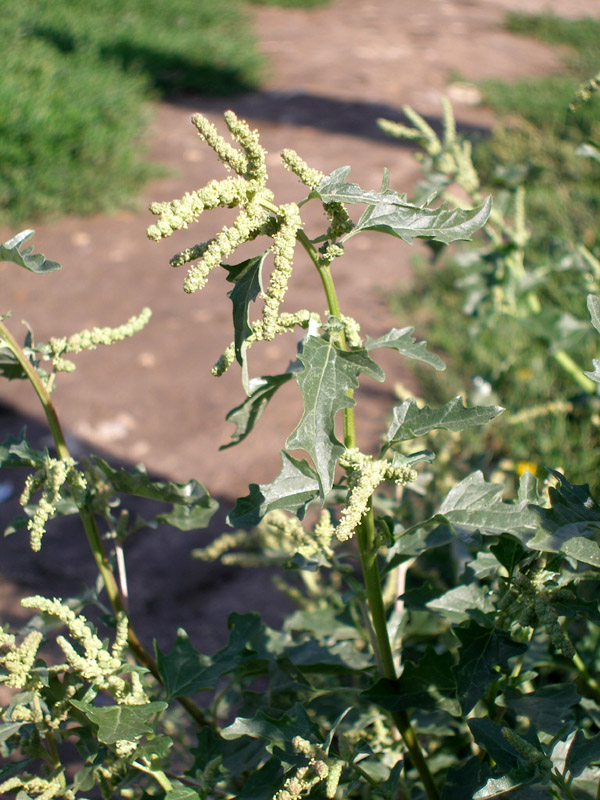 Изображение особи Atriplex tatarica.