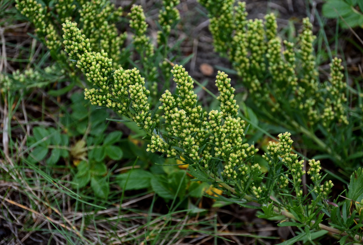 Image of Artemisia japonica specimen.