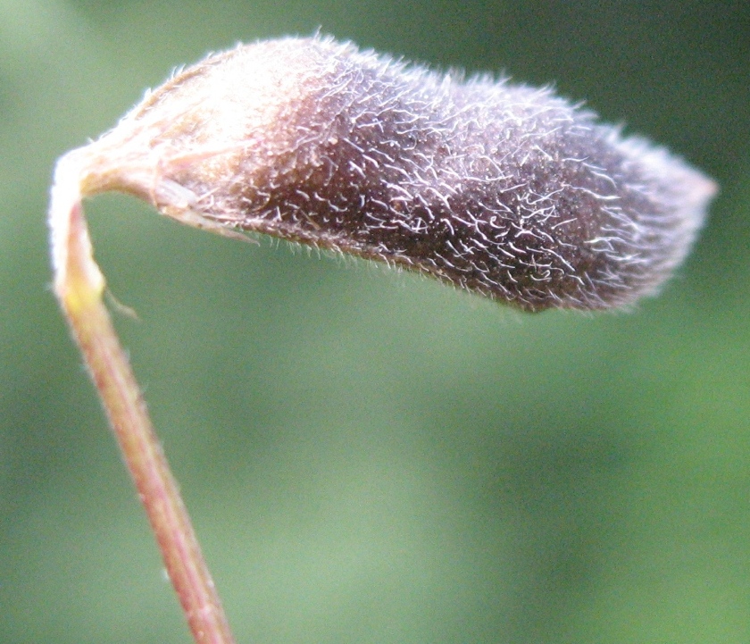 Image of Vicia hirsuta specimen.