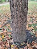 Quercus imbricaria. Нижняя часть ствола. Москва, филиал Ботсада МГУ \"Аптекарский огород\". 08.10.2023.