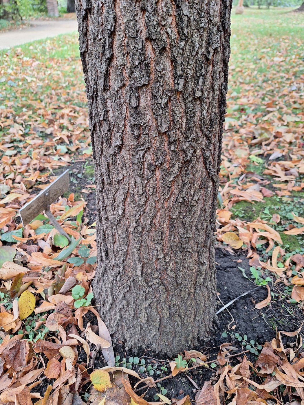 Image of Quercus imbricaria specimen.