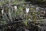 Crocus alatavicus