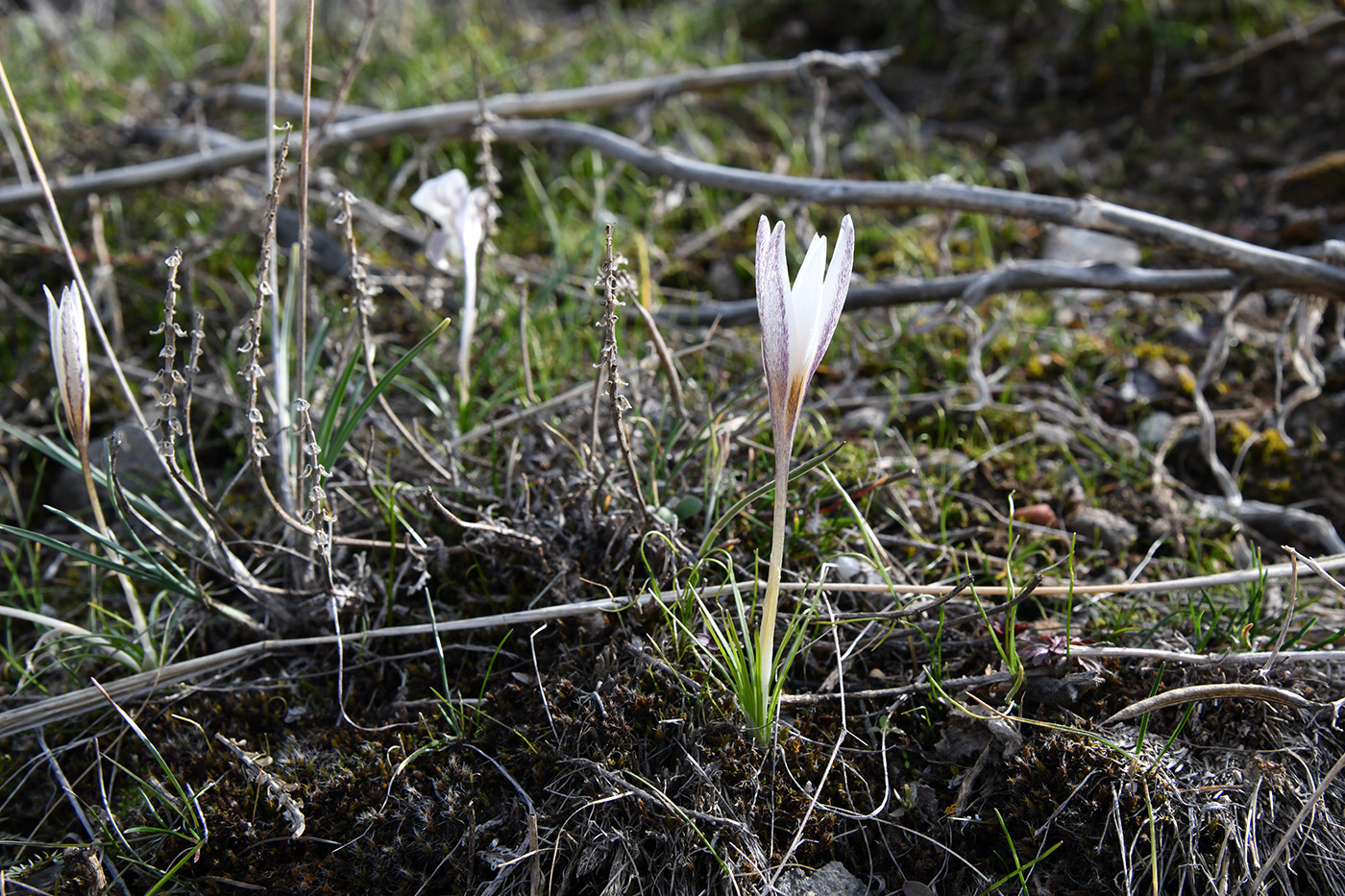 Изображение особи Crocus alatavicus.