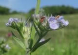 Nepeta parviflora