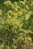 Galium × pomeranicum. Части цветущих веточек. Беларусь, Витебская обл., дер. Панкры, суходольный луг на обочине дороги. 24.06.2023.