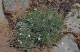 Dianthus uralensis. Цветущие растения. Оренбургская обл., Кувандыкский гор. округ, Карагай-Губерлинское ущелье, каменистый склон. 04.07.2023.