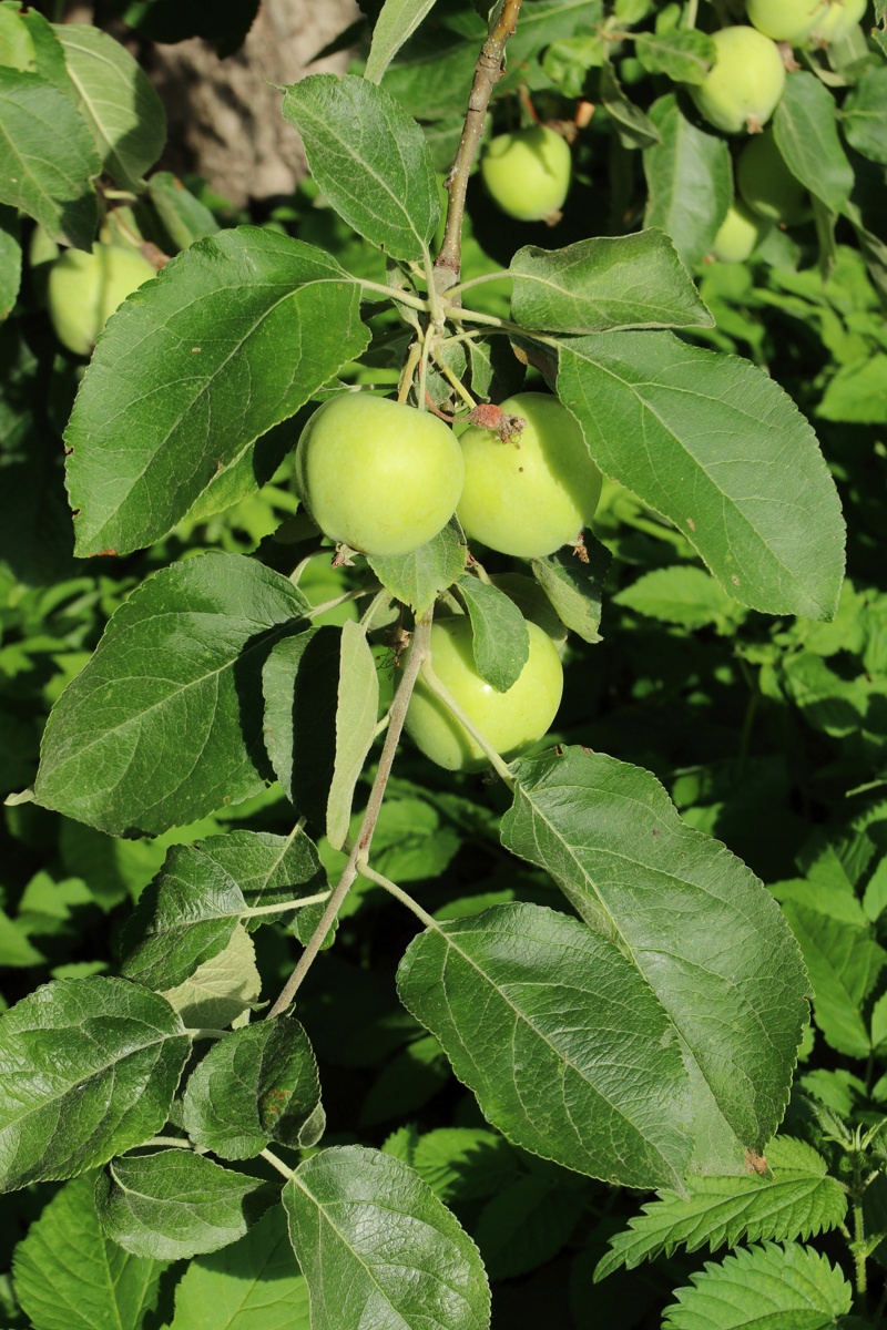 Изображение особи Malus domestica.