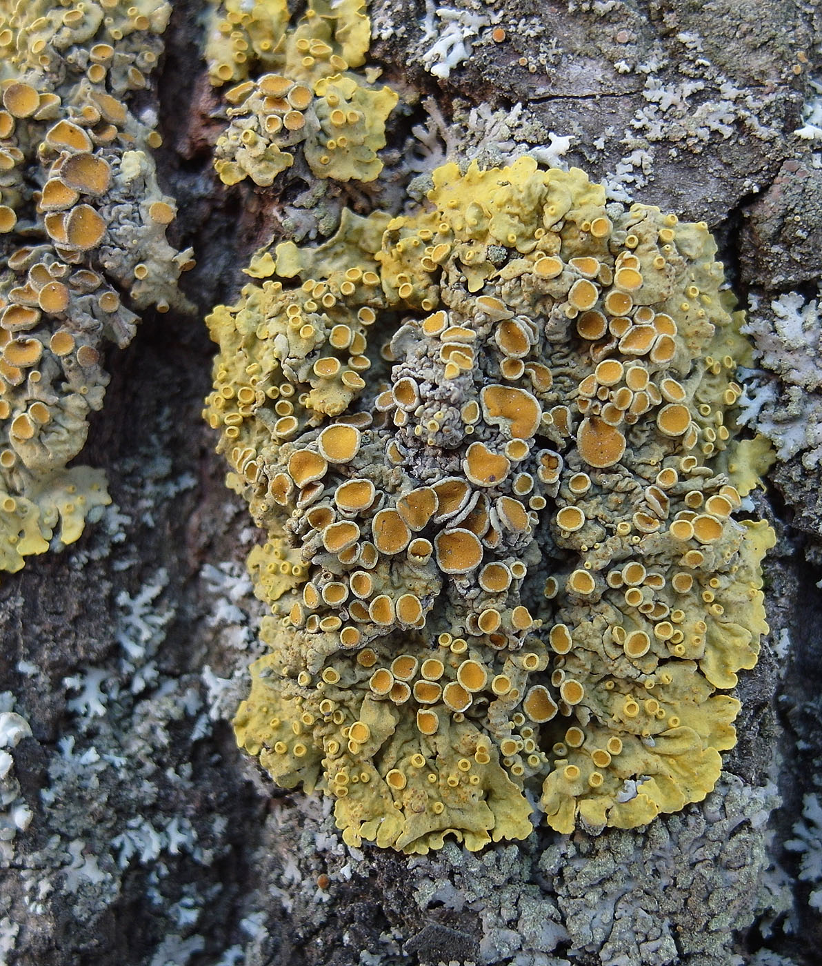 Image of Xanthoria parietina specimen.