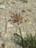 Allium austrodanubiense