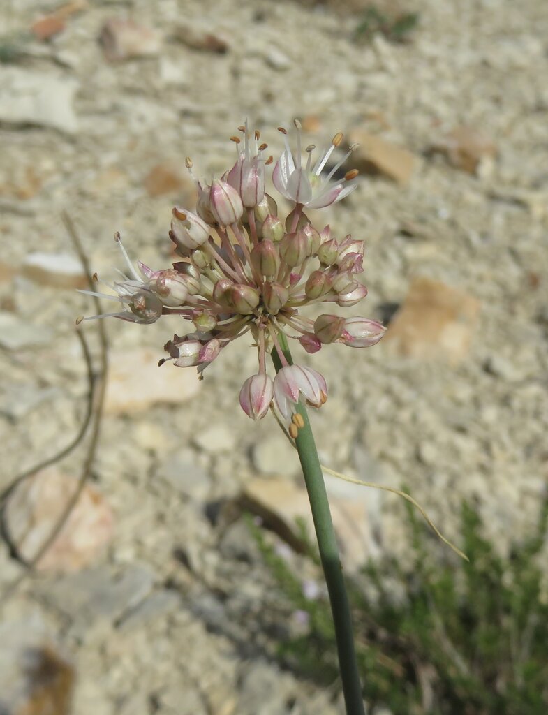 Image of Allium austrodanubiense specimen.