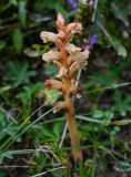 genus Orobanche. Цветущее растение. Киргизия, Джалал-Абадская обл., Западный Тянь-Шань, долина р. Афлатун, ≈ 1800 м н.у.м., луговой склон. 11.07.2022.