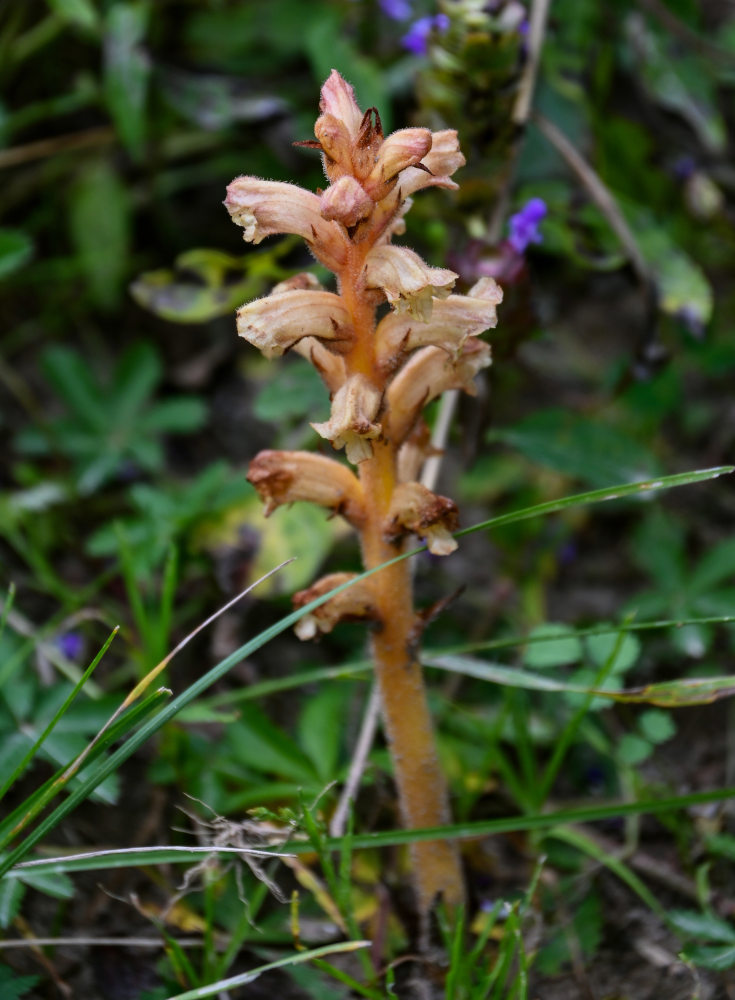 Image of genus Orobanche specimen.