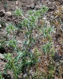 Eryngium billardieri. Верхушка расцветающего растения. Армения, обл. Гегаркуник, берег оз. Севан, гора Артаниш, ≈ 1900 м н.у.м., каменистый склон. 23.06.2022.