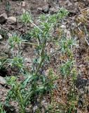 Eryngium billardieri