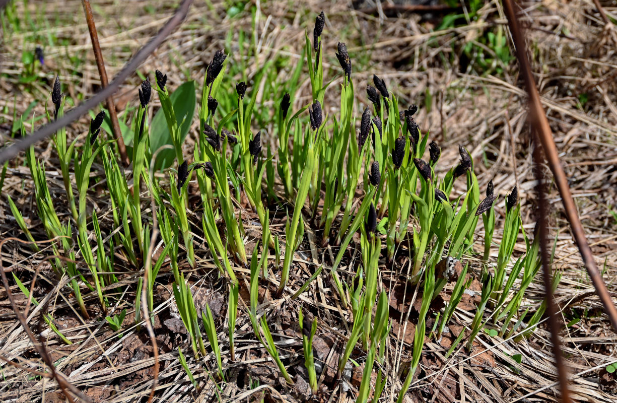 Изображение особи род Carex.