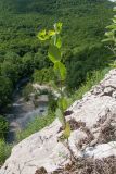 Bupleurum rotundifolium