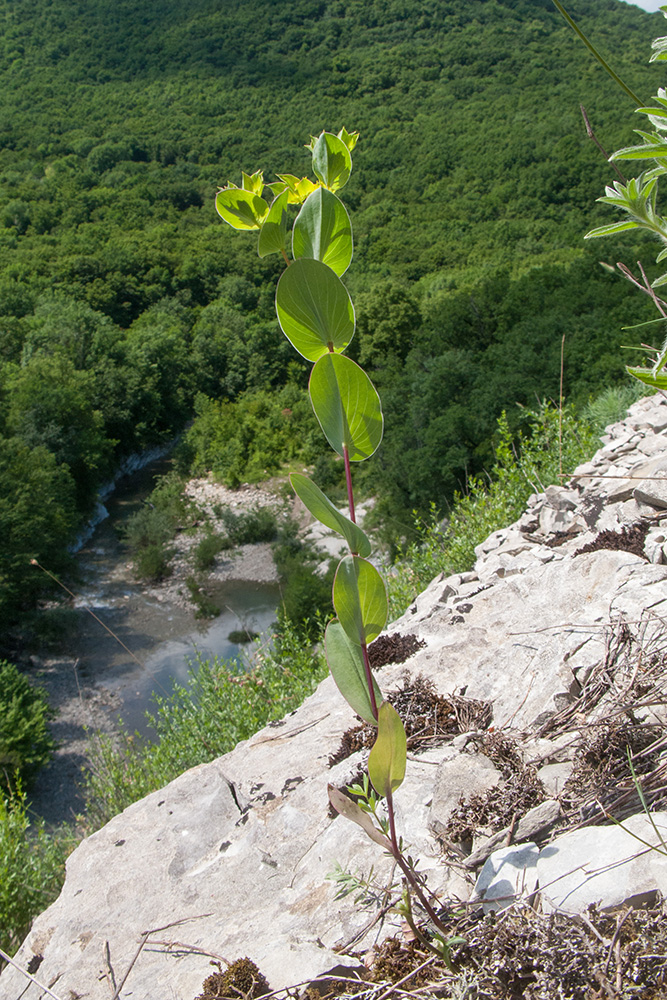 Изображение особи Bupleurum rotundifolium.