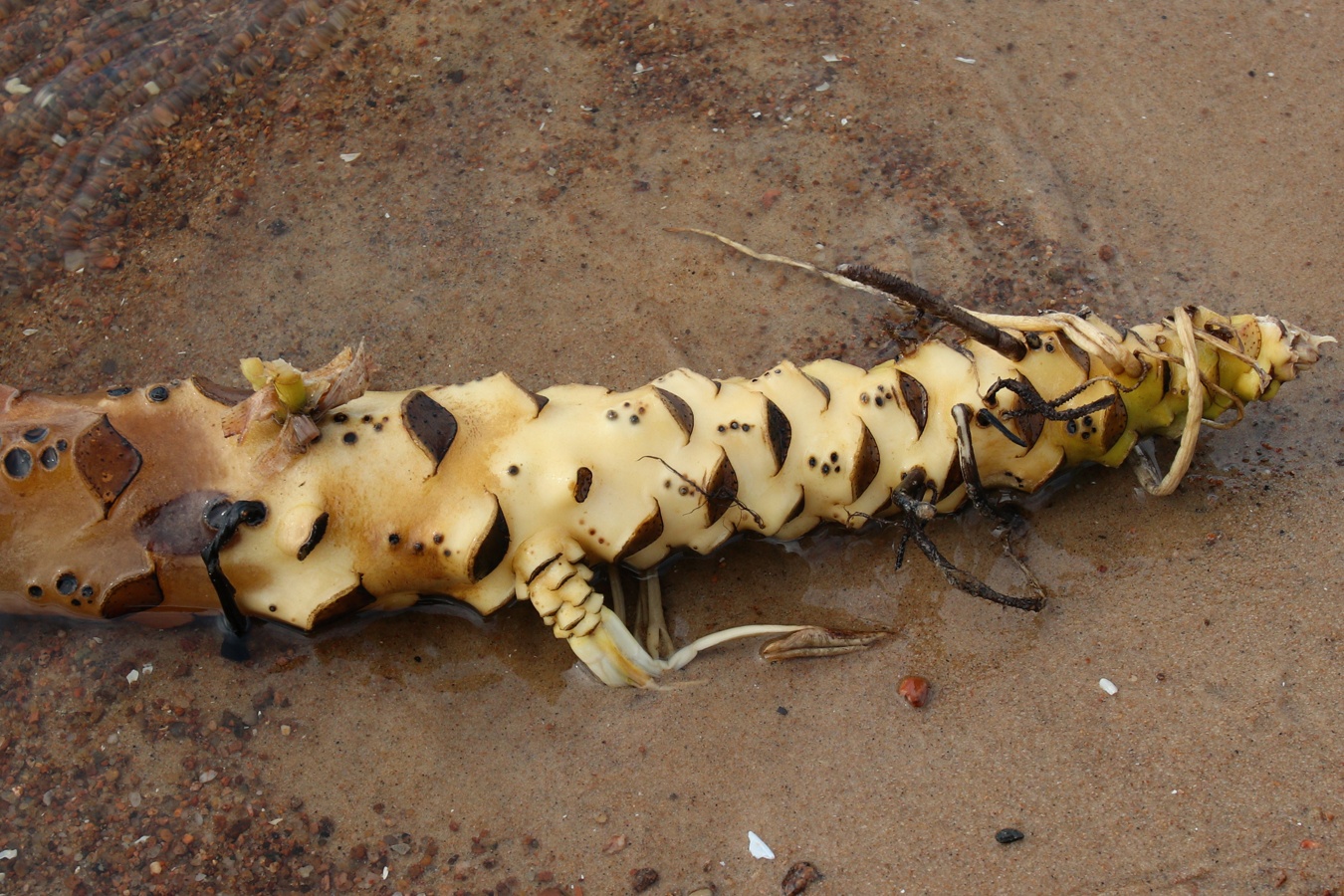 Image of Nuphar lutea specimen.