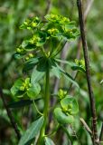 genus Euphorbia