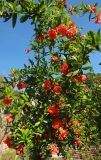 Punica granatum