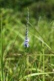 Veronica linariifolia