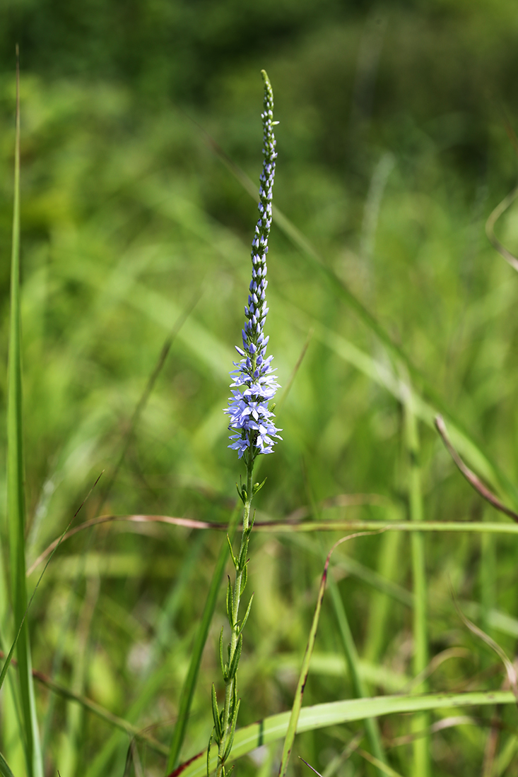Изображение особи Veronica linariifolia.
