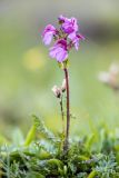Pedicularis nordmanniana