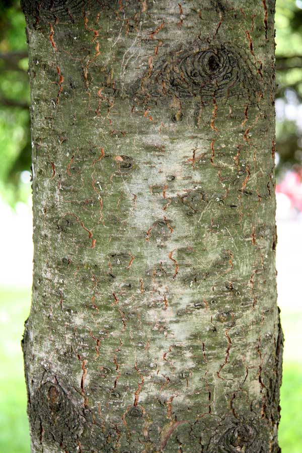 Image of Pseudotsuga menziesii specimen.