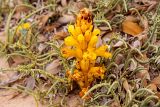 familia Scrophulariaceae