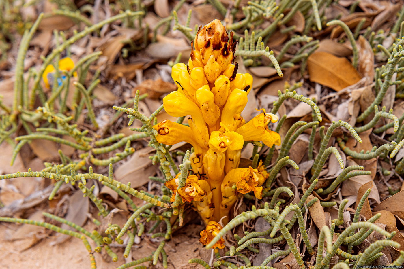 Image of familia Scrophulariaceae specimen.