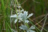 Potentilla argentea