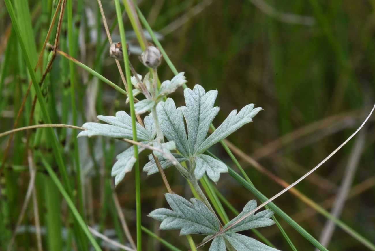 Image of Potentilla argentea specimen.