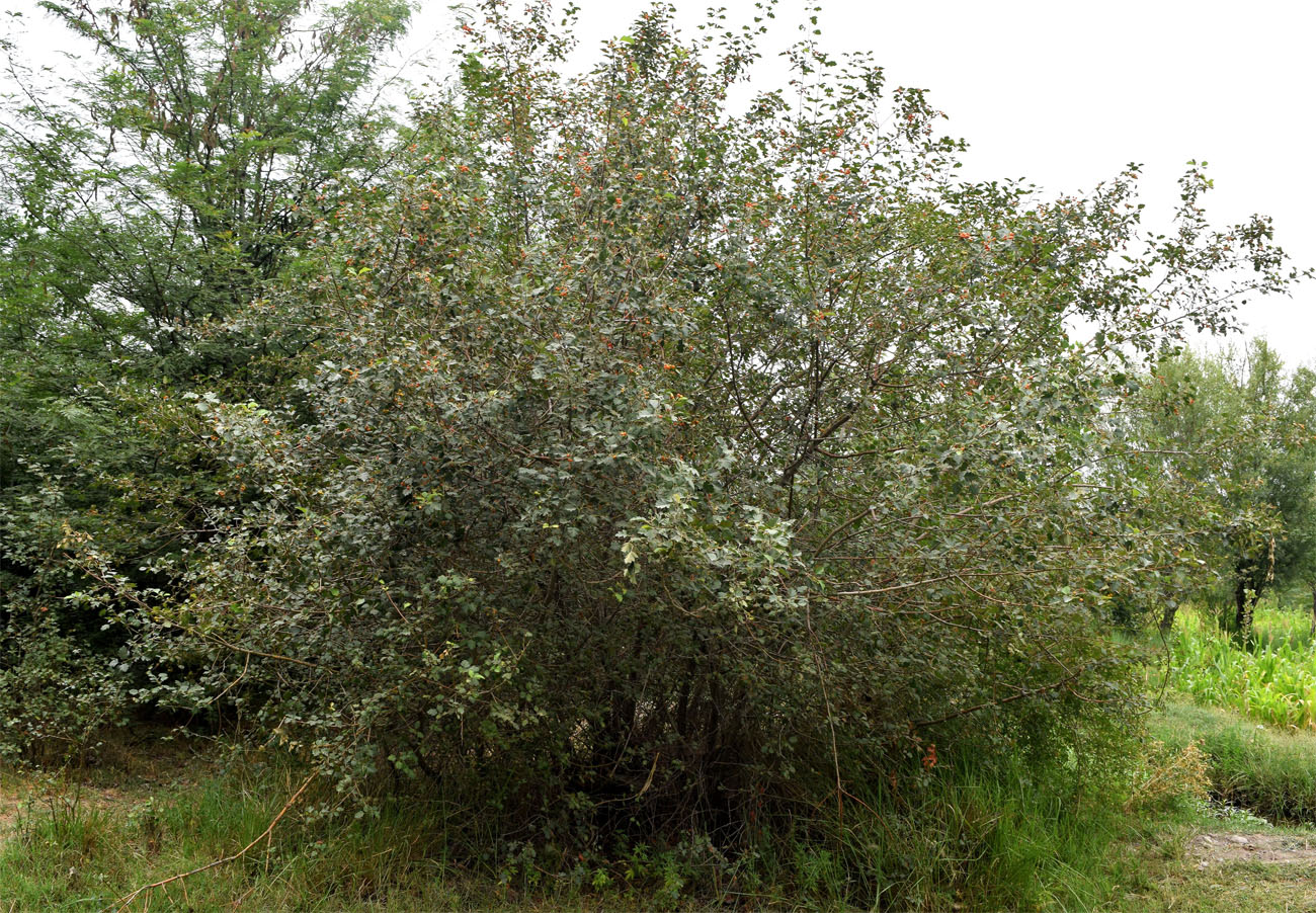 Image of Crataegus ferganensis specimen.