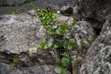 Ampelopsis aegirophylla