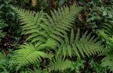 Athyrium filix-femina